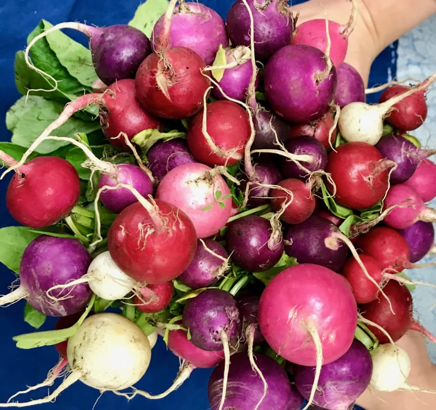 Beautiful bunch of radishes from Local Roots