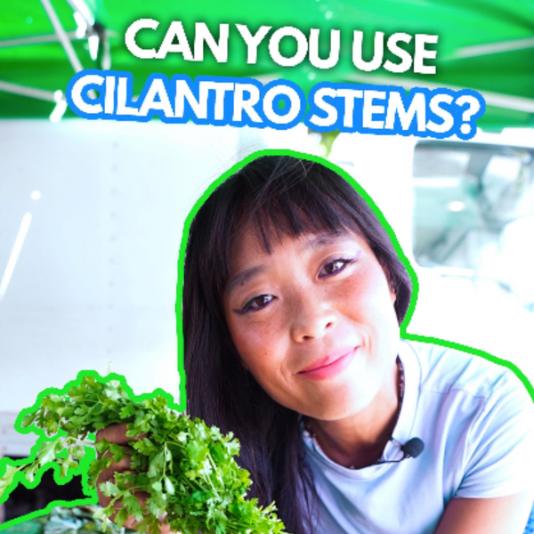 Can You Use Cilantro Stems?
