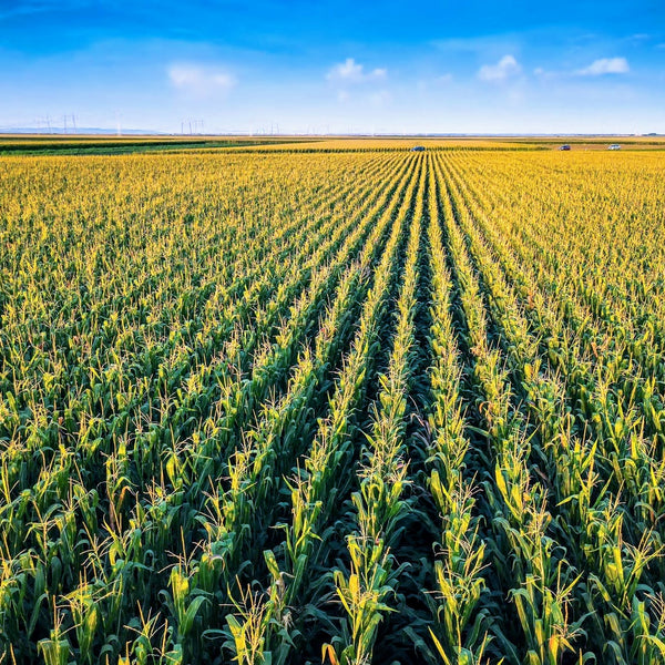 Farm News: As Its Topsoil Washes Away, The The Corn Belt Is Losing Yields—and Carbon