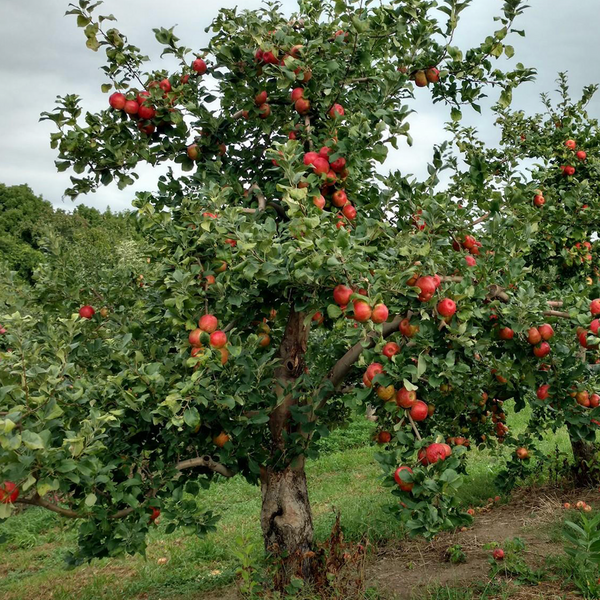 Farm Trip To Wilklow Orchards