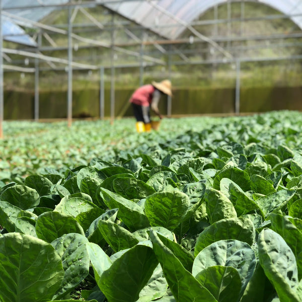 Farm News: Record-Breaking Warm Temperatures Impacting Houston’s Agriculture Industry