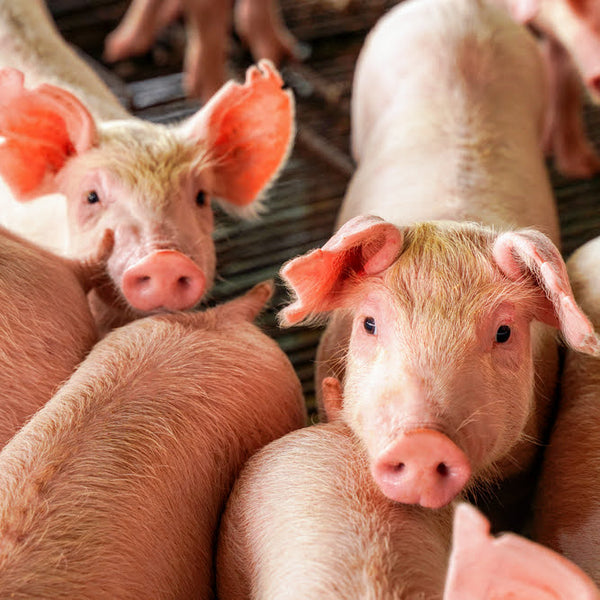 Farm News: Hog Farming Has a Massive Poop Problem