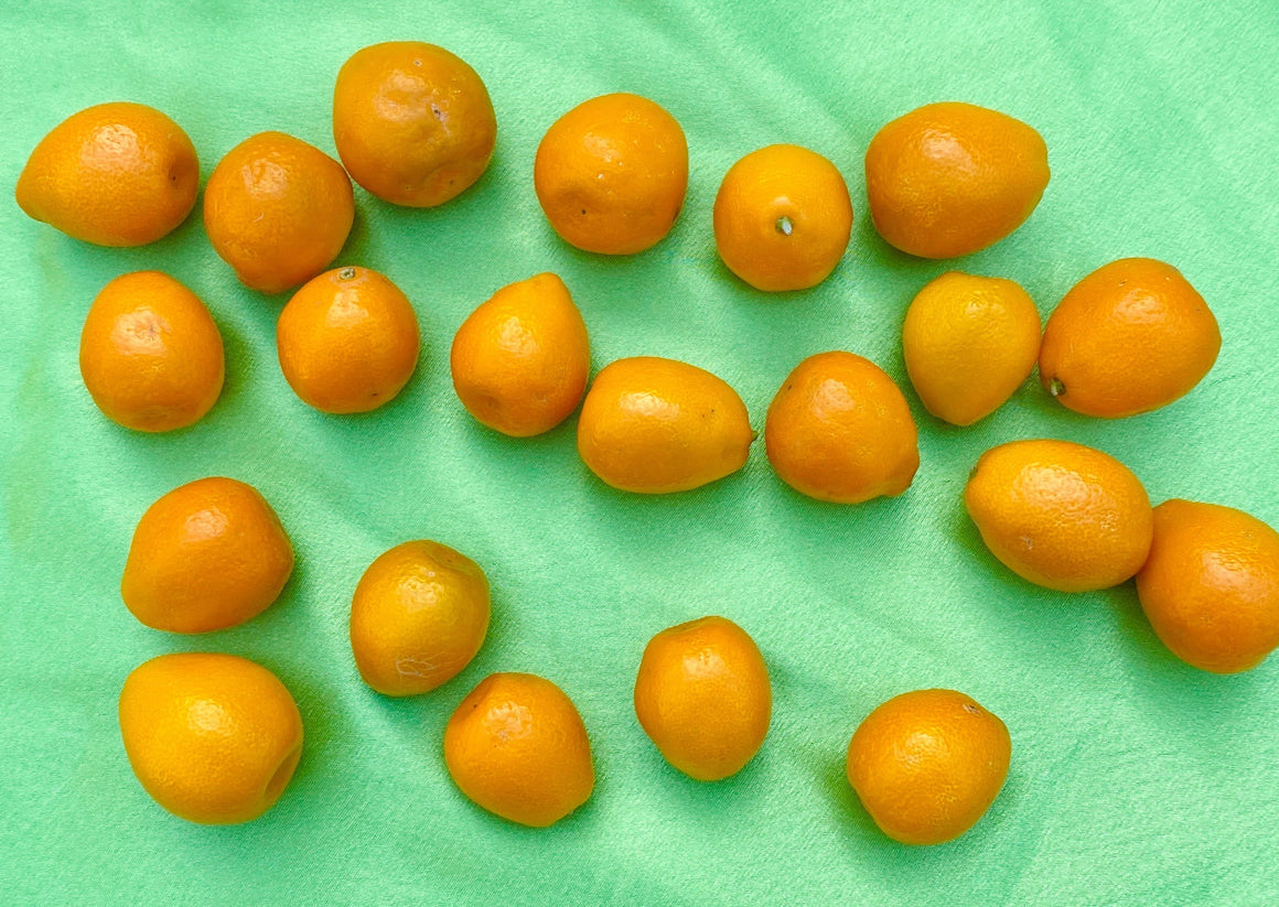 Fukushu Kumquats