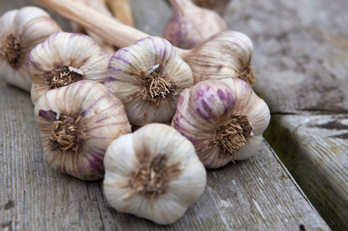 Thanksgiving Organic Garlic (Add-On)