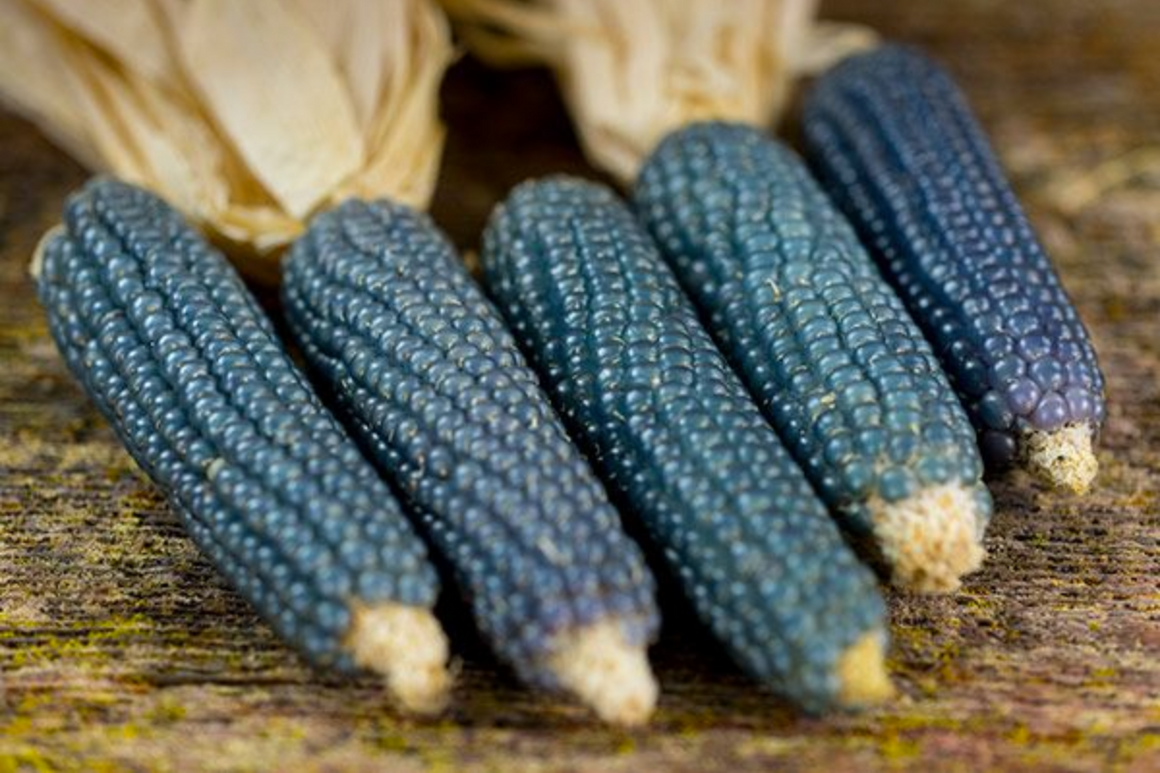 Organic Shaman's Blue Popcorn (Add-On)