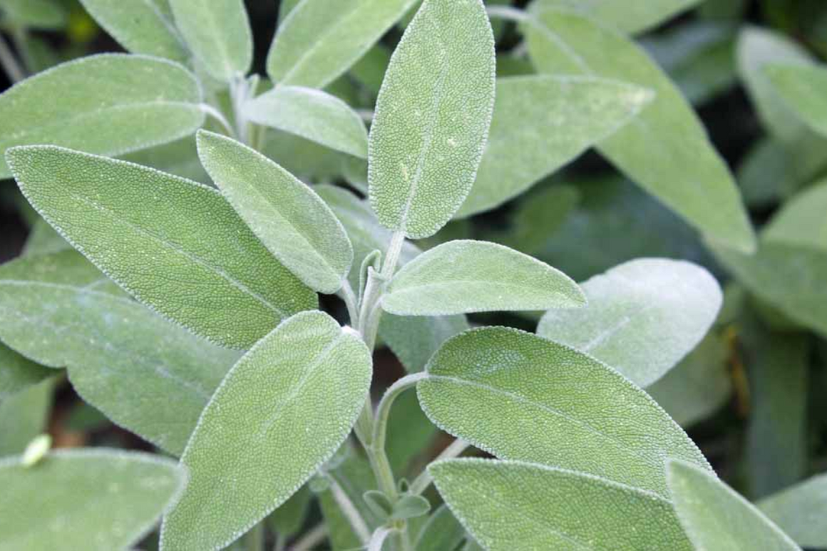 Thanksgiving Sage (Add-On)