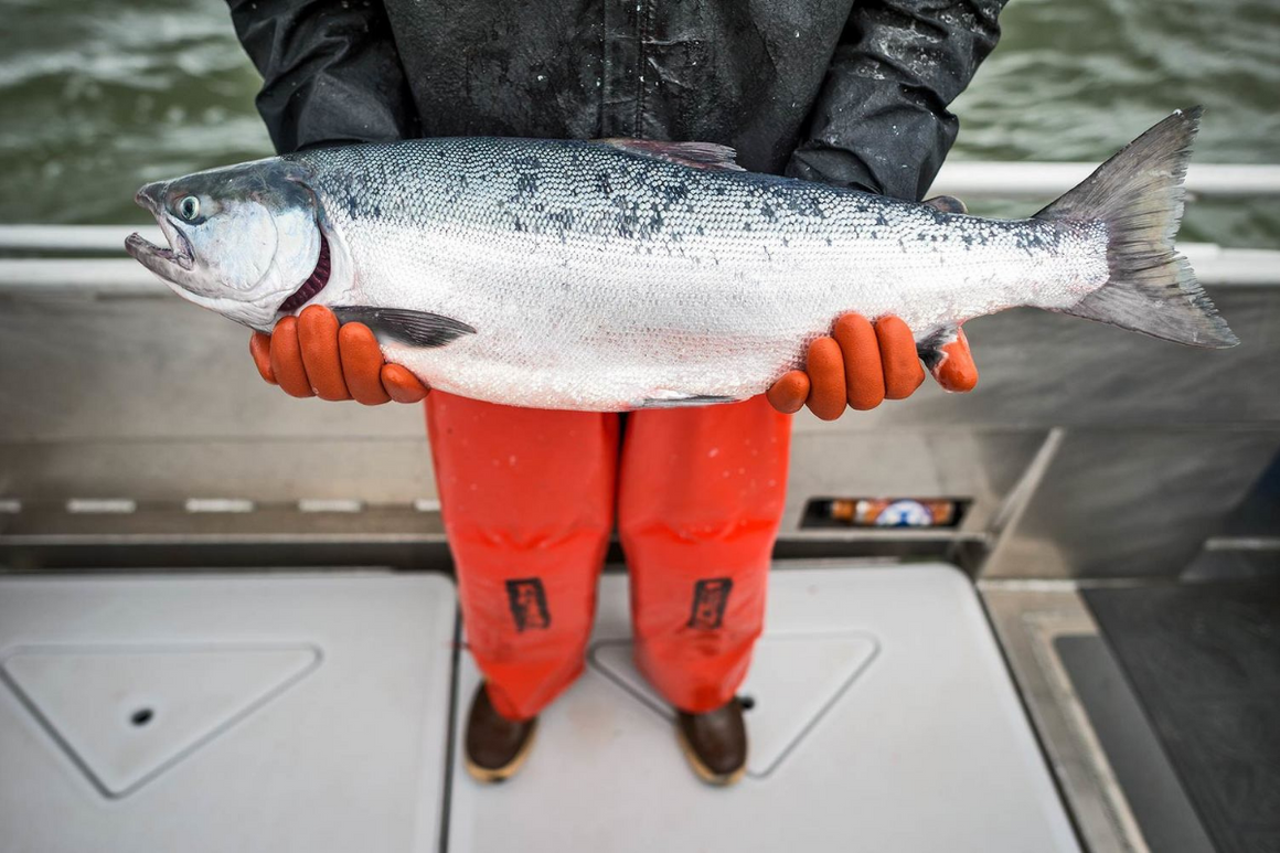 Wild Alaskan Salmon 1/2 Lb Fillet (Add-On)